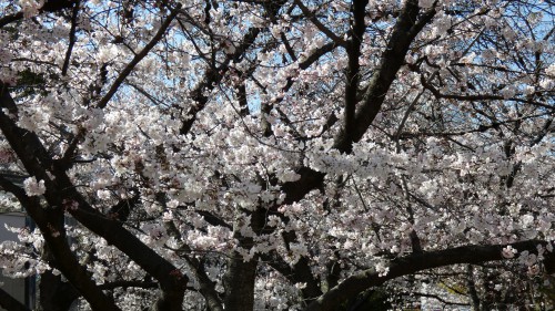 2023年桜、デジカメ写真