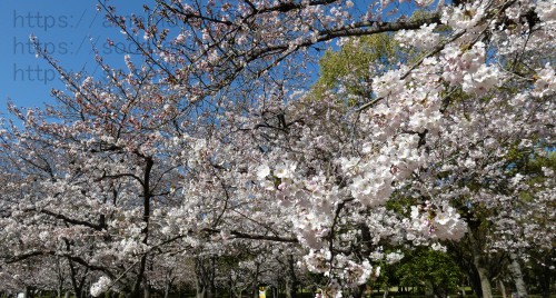 2023年桜、デジカメ写真
